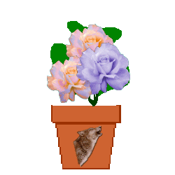 The Site Fights Spirit Flowers